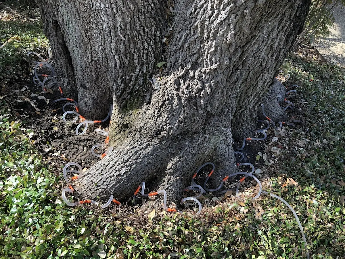 Detailed Tree Cabling and Bracing job site in Bottineau
